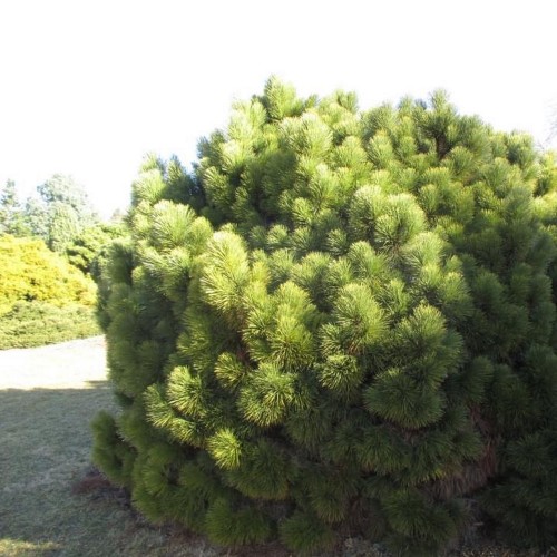 Pinus resinosa 'Morel' - Vaigumänd 'Morel' C5/5L